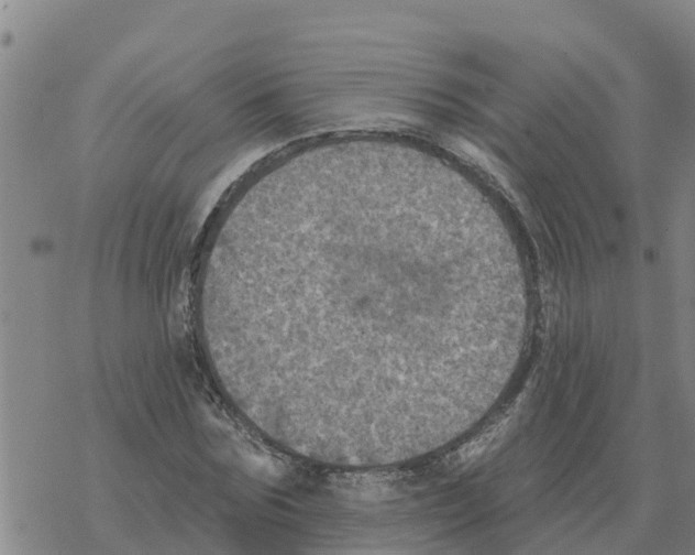 X0000068740875200605262048