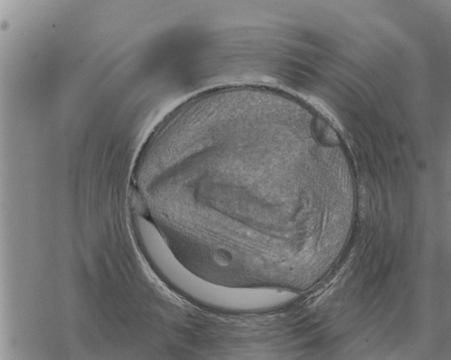 X0000068740895200605262048