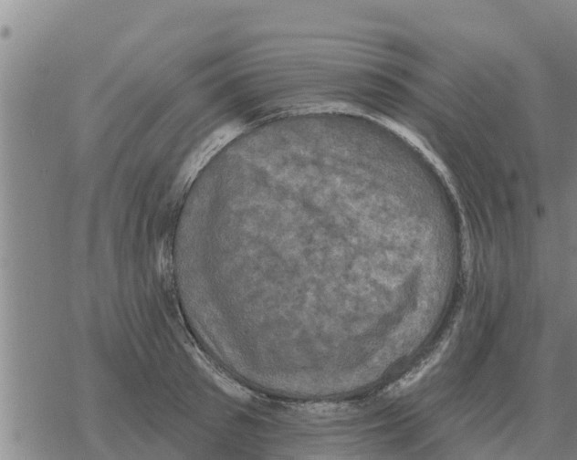 X0000068740897200605262048