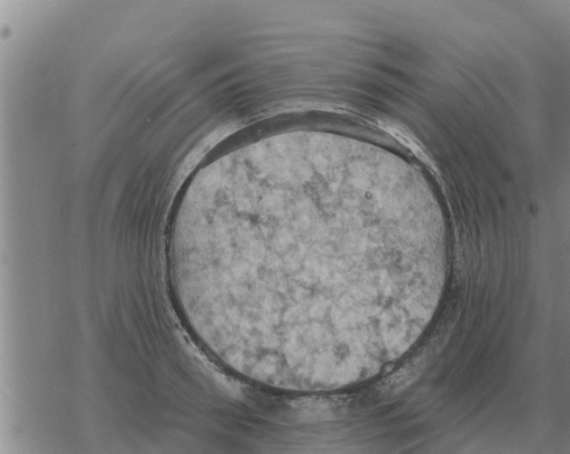 X0000068740898200605262048