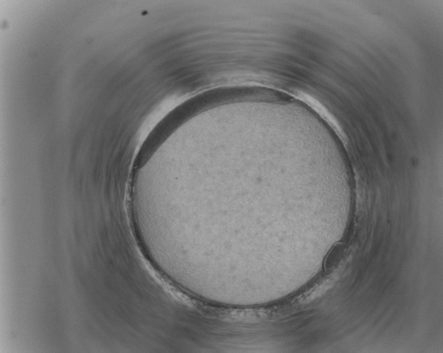 X0000068740901200605262048