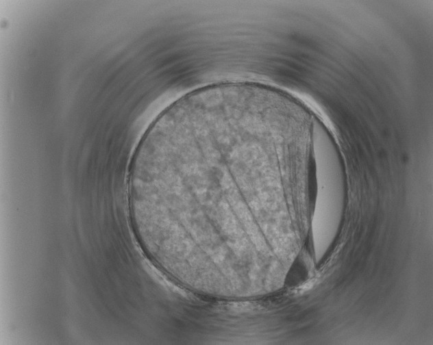 X0000068740903200605262048