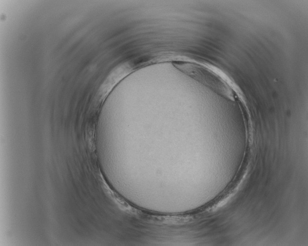 X0000068740905200605262047