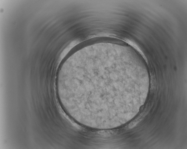 X0000068740906200605262047