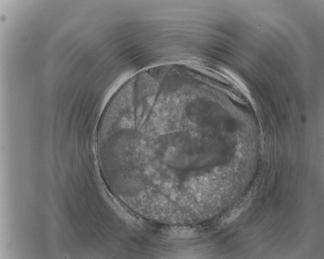 X0000068740907200605262047