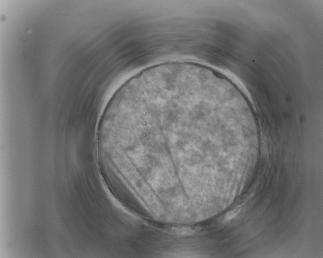 X0000068740911200605262047