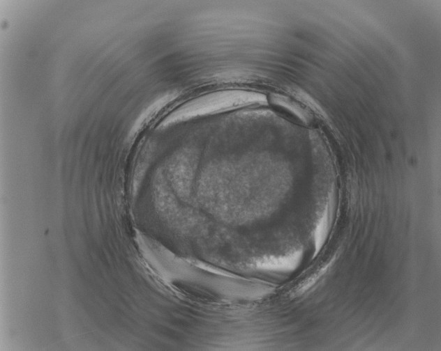 X0000068740930200605262047