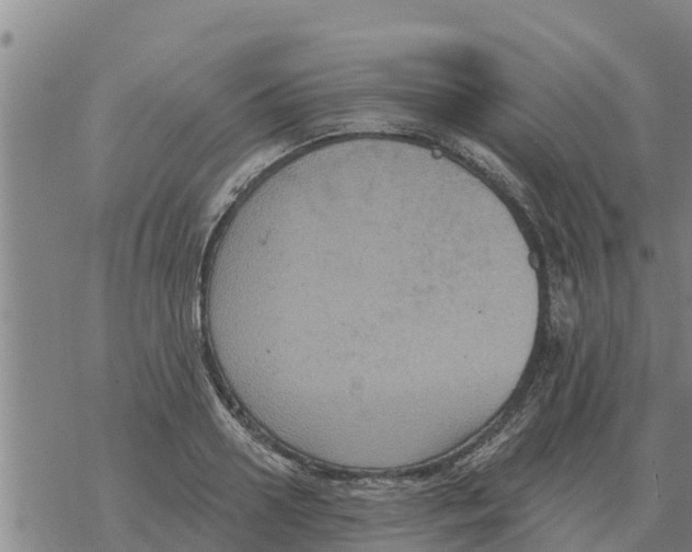 X0000068740938200605262047