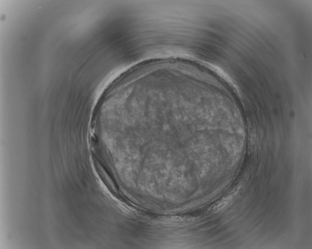 X0000068740943200605262047