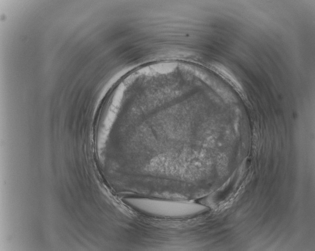 X0000068740948200605262047