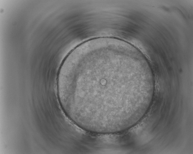 X0000068740950200605262047