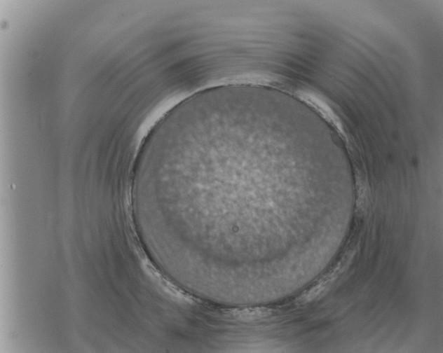 X0000068740952200605262047