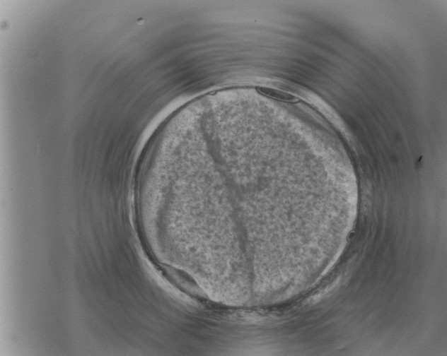 X0000068740955200605262047