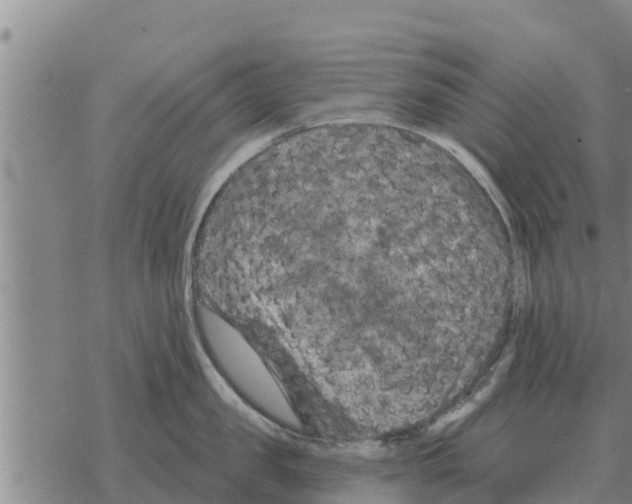 X0000068740957200605262047