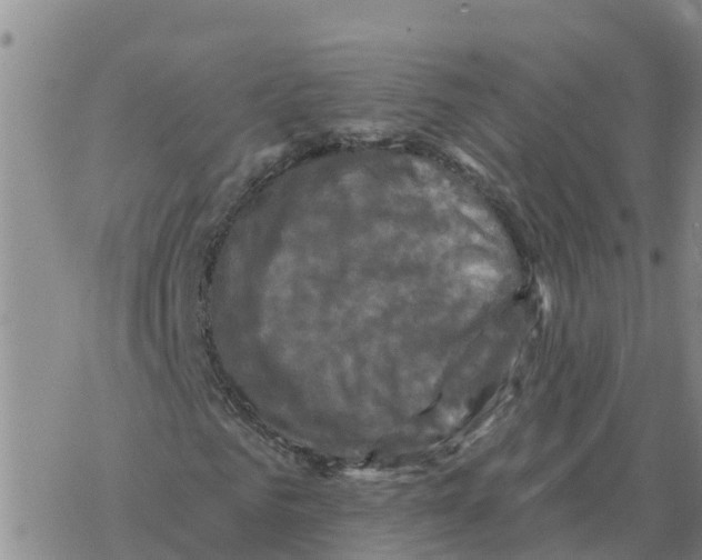 X0000068740961200605262047