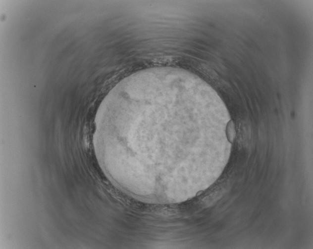 X0000068740962200605262047