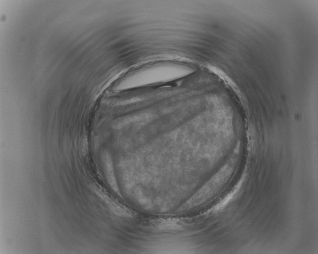 X0000068740969200605262046