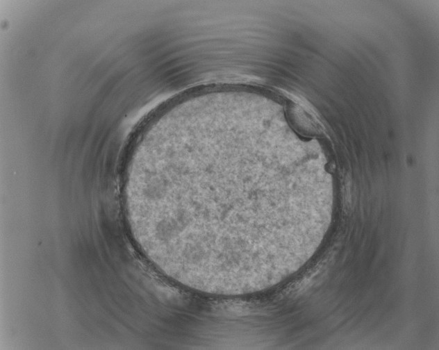 X0000068740971200605262046