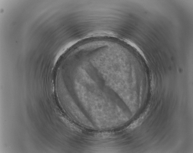 X0000068740973200605262046