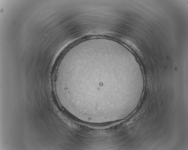 X0000068740976200605262046