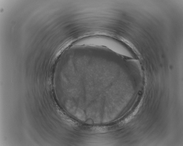 X0000068740977200605262046