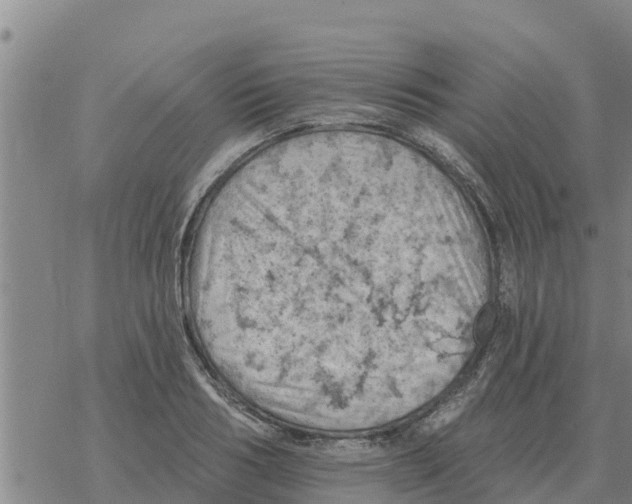 X0000068740986200605262046