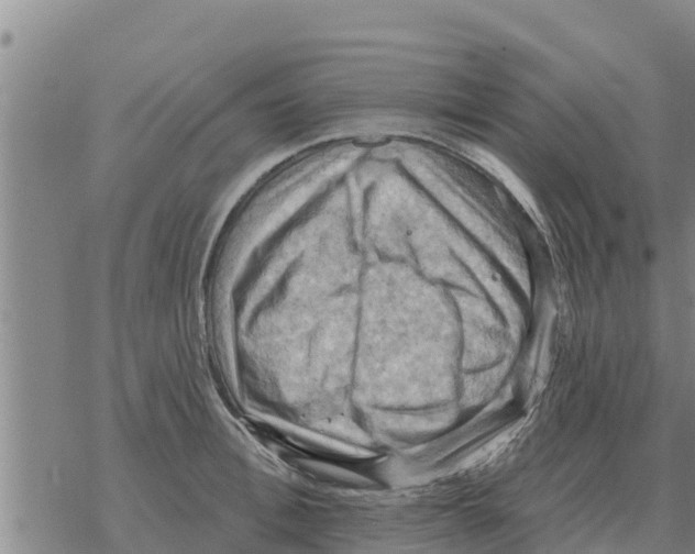 X0000068740996200605262046