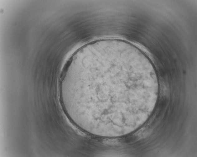 X0000068741006200605262046