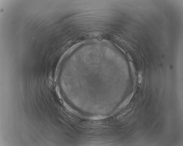 X0000068741011200605262045