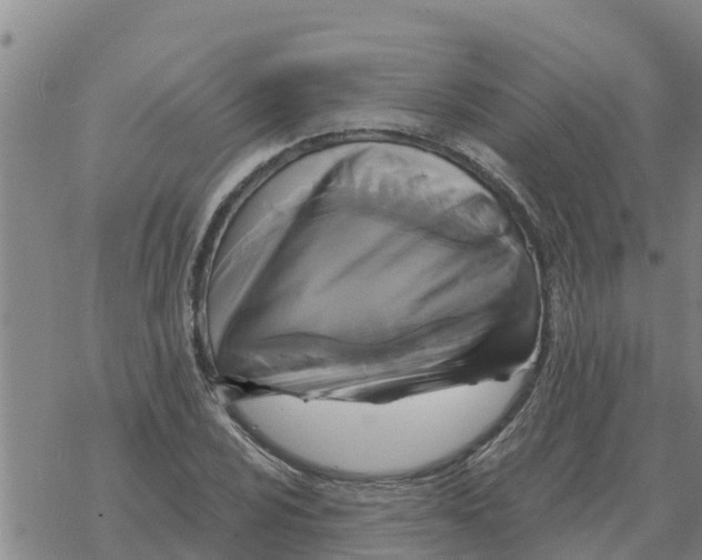 X0000068741024200605262045