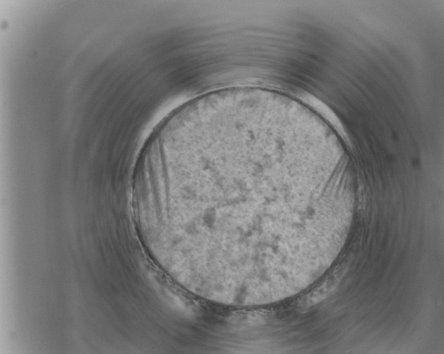 X0000068741051200605262046