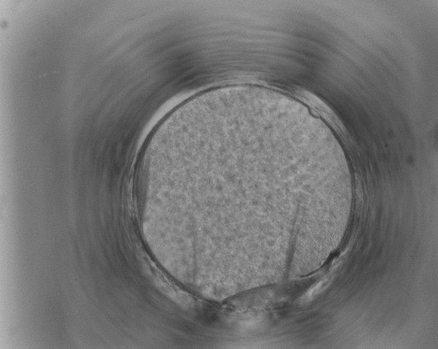 X0000068741052200605262046