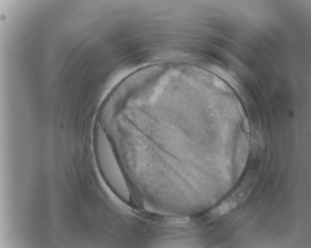 X0000068741055200605262046