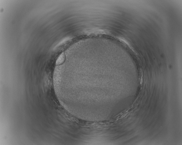 X0000068741063200605262045