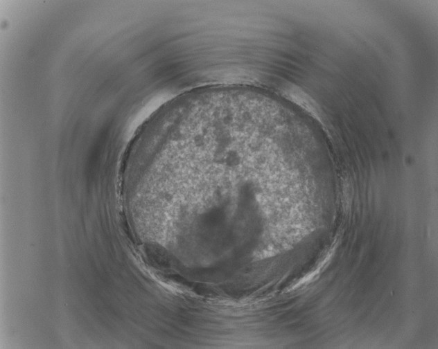 X0000068741071200605262045