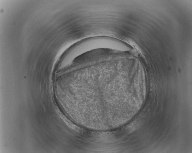 X0000068741072200605262045