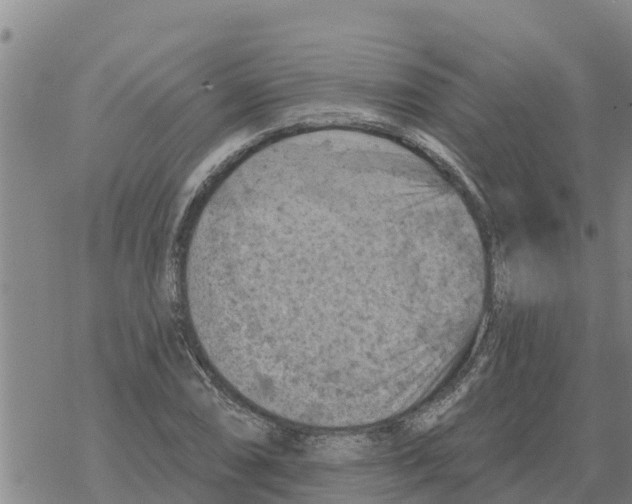 X0000068741074200605262045