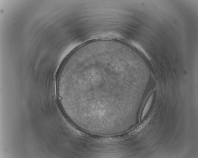 X0000068741079200605262045