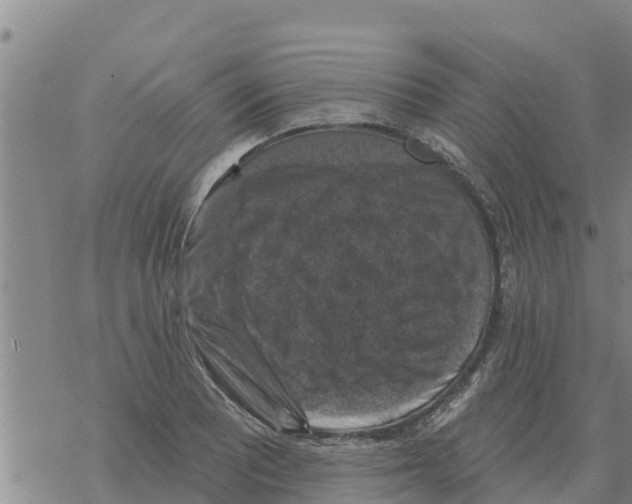 X0000068741081200605262045