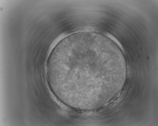 X0000068741099200605262044