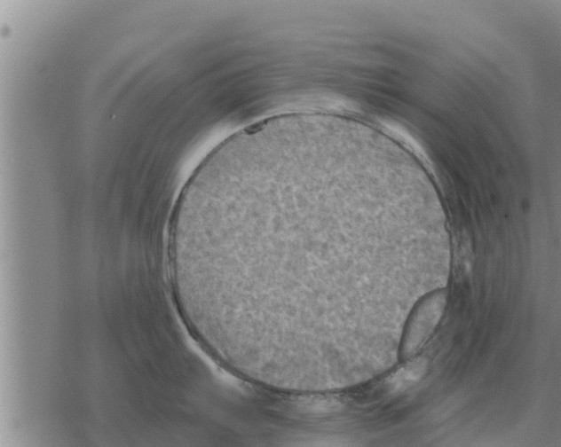 X0000068741103200605262044