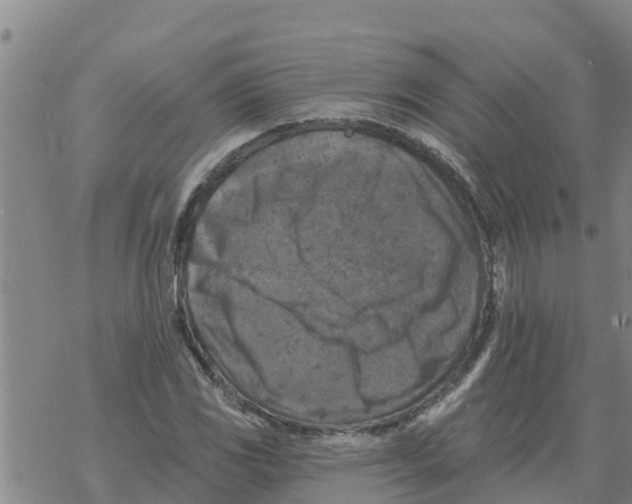 X0000068741117200605262044