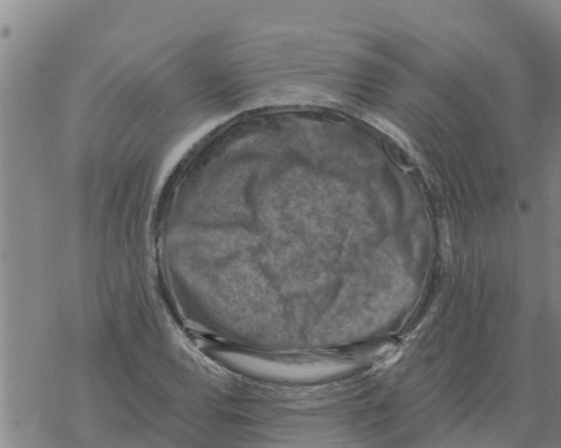 X0000068741120200605262044