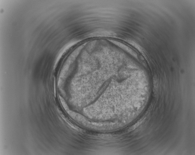 X0000068741123200605262044