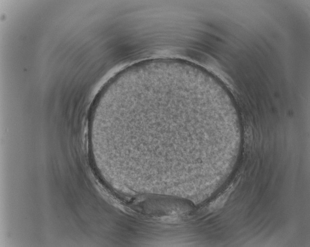 X0000068741126200605262044