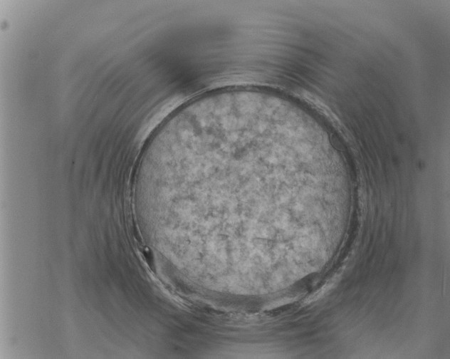 X0000068741129200605262044