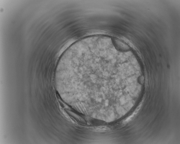 X0000068741137200605262044