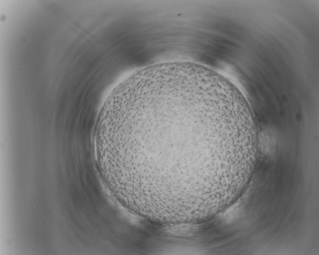 X0000068741150200605262044