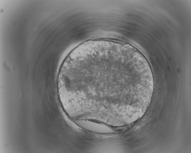 X0000068741152200605262044