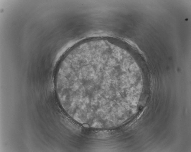 X0000068741167200605262043